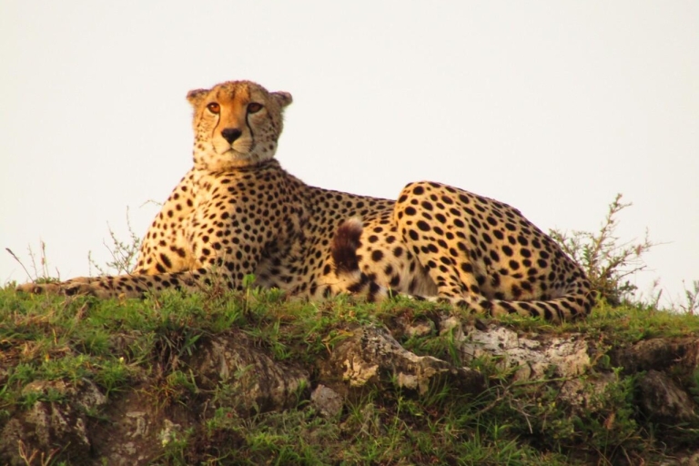 7 dni Serengeti z migracją Wielkiej Piątki i dzikich bestii