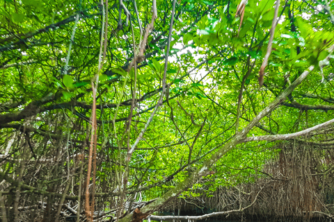 Sri Lanka - Visite privée de 5 jours avec expériences localesCette option comprend le transport privé, les repas, les hôtels, le guide.