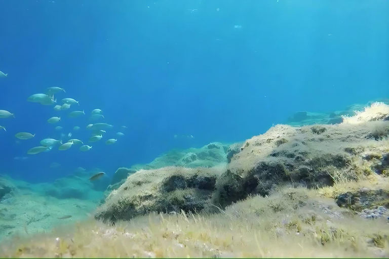 Corsica: Cargèse Guided Snorkeling Tour with Instructor