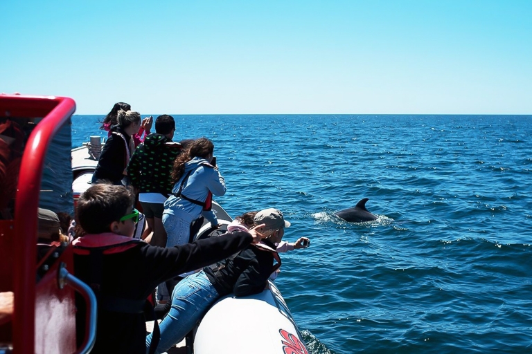Lagos: dolfijnen en andere zeedieren spotten