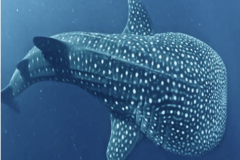 From Lombok Or Sumbawa Sharing 2D1N Whale Shark Snorkeling Starting from Sumbawa 2D1N Whale Shark with Snorkeling