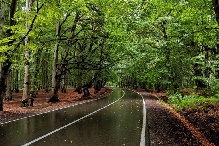 From Tbilisi: Sabaduri Forest, Chronicles & Bear Zoo