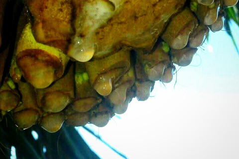 UNESCO Kitul Production Program Tour in a Kandy Village