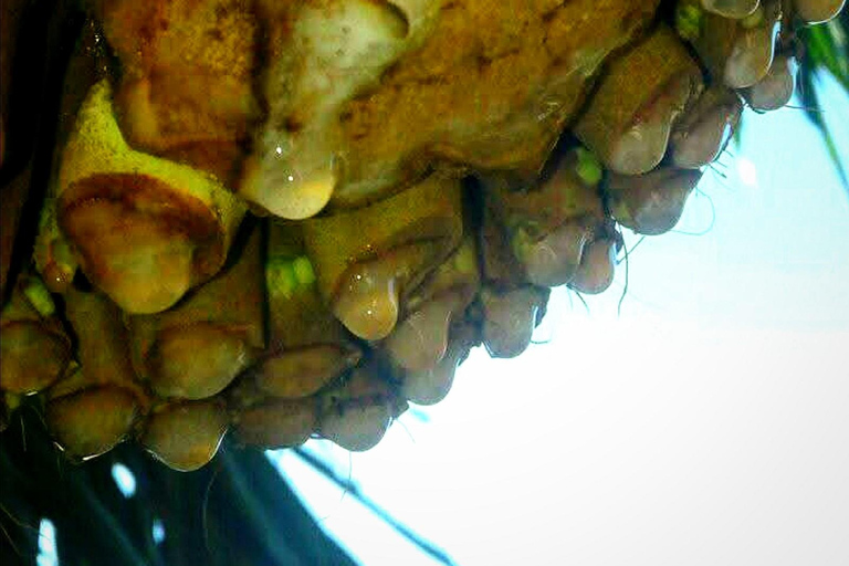 UNESCO Kitul Production Program Tour in a Kandy Village