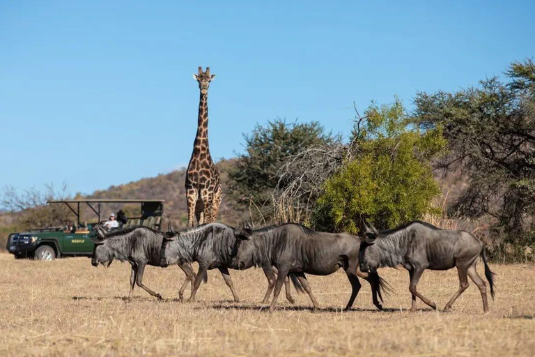 Victoria Falls safari Game Drive