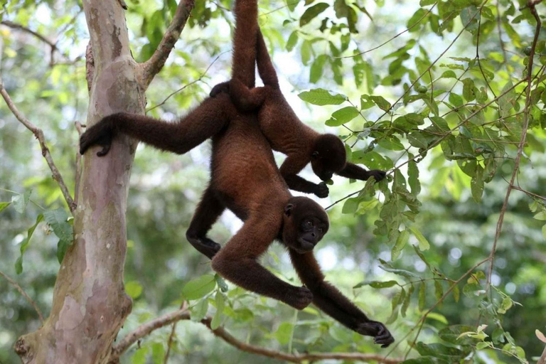 Desde Iquitos Aventura de 3 días en la selva amazónica