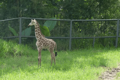 Cebu Safari: Experience Wildlife Up Close