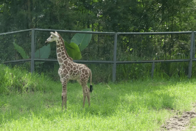 Cebu Safari: Experience Wildlife Up Close