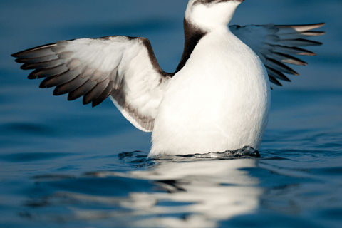 Le Grau-du-Roi: Seabird Watching Naturalist Cruise