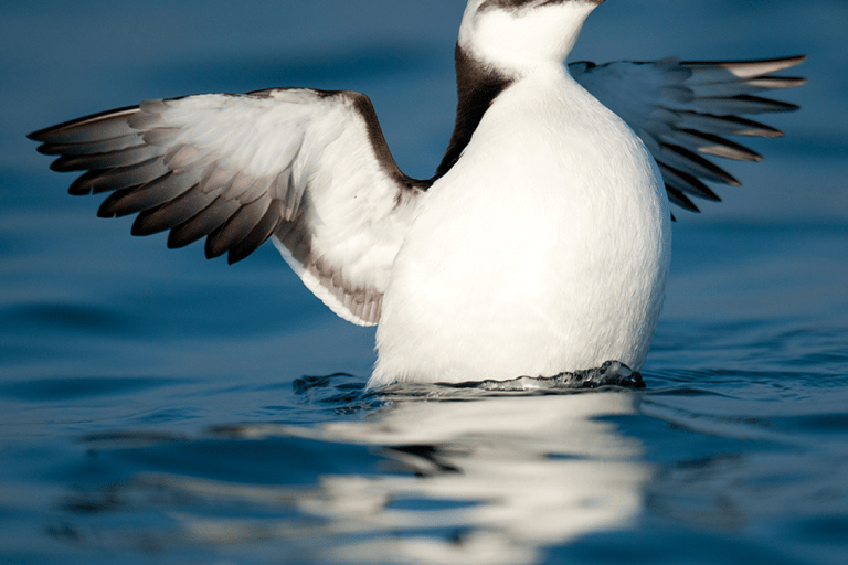 Le Grau-du-Roi: Seabird Watching Naturalist Cruise