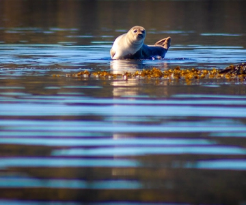 West Sweden: Paddle with seals