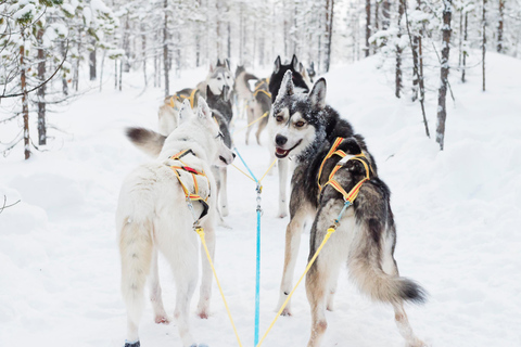 Husky sleeën &amp; Uitzicht op het bos: Onvergetelijk avontuur in Riga