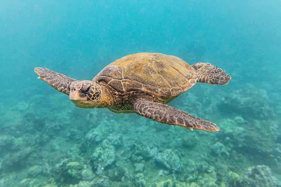 South Maui Molokini and Turtle Town Snorkeling Tour GetYourGuide