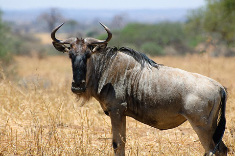 Tour di 1 giorno del Parco Nazionale Tarangire Safari - Arusha