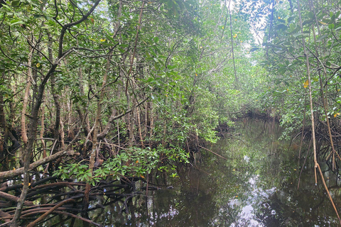 Zanzibar : visite guidée du parc national de la forêt de Jozani