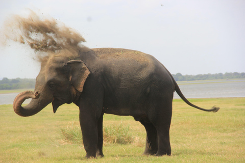 Minneriya National Park: Elephant Watching Safari with Guide Minneriya National Park: Sunrise Elephant Safari with Guide