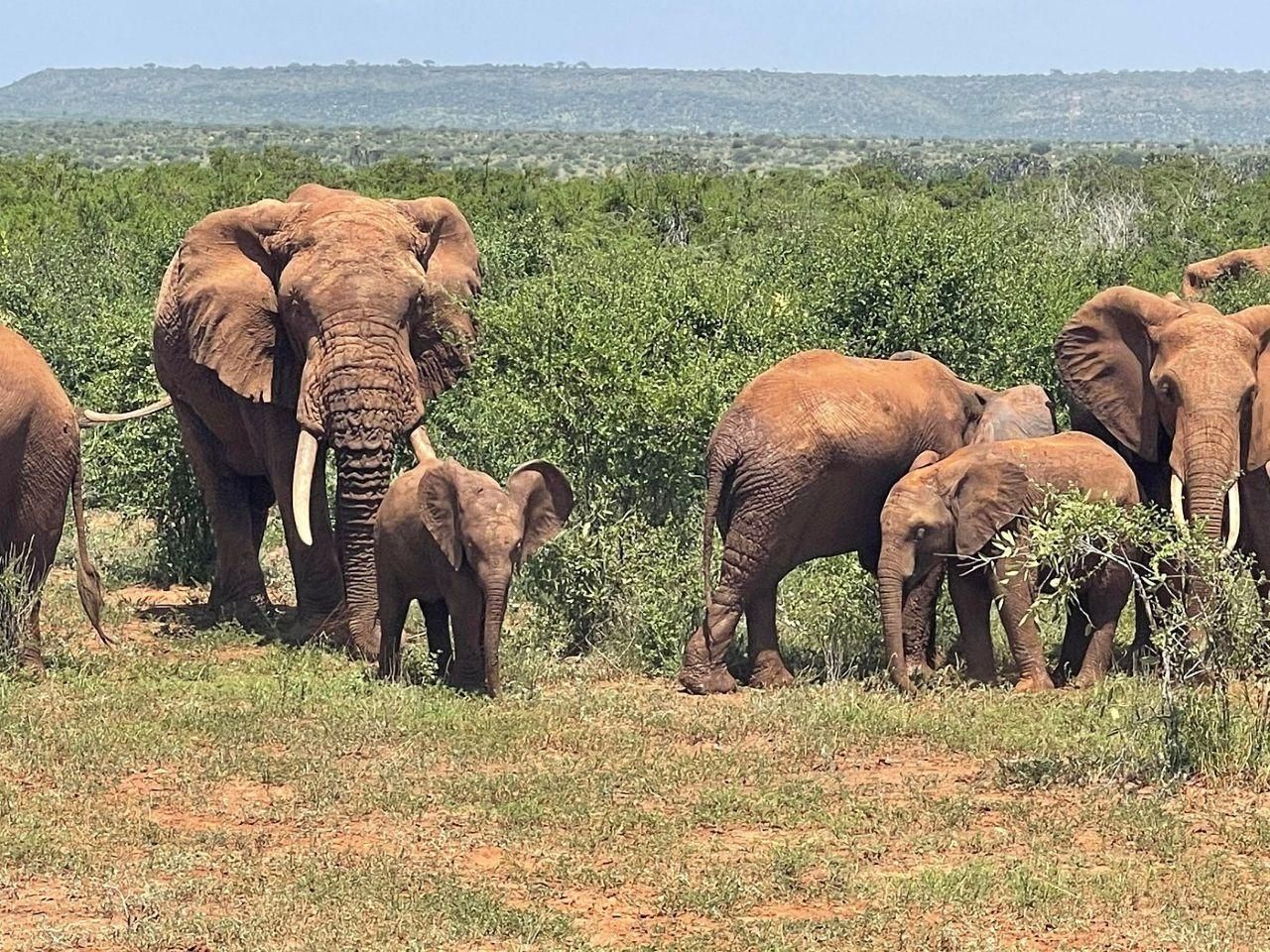 Mombasa/Diani: 2-tägige Tsavo-East-Safari mit Mahlzeiten