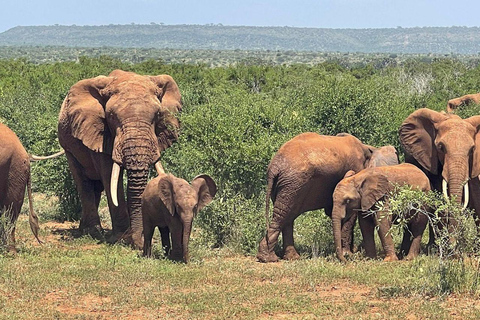 Mombasa/Diani: 2-Day Tsavo East Safari with Meals Mombasa/Diani: 2-Day Tsavo East Safari with Meals