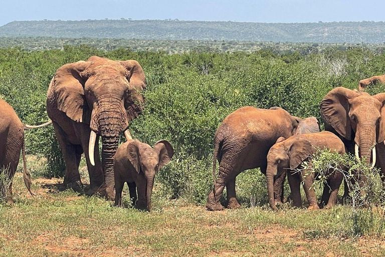 Mombasa/Diani: 2-Day Tsavo East Safari with Meals Private day tour to Tsavo East National Park - VAN