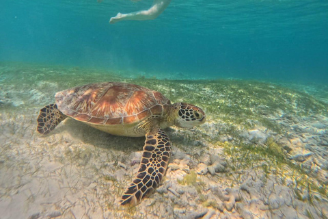 Gili island Snorkelling by private glass bottom boat