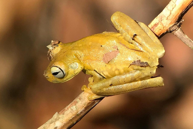 Quepos: Rainmaker Park Guided Tour with Transfers