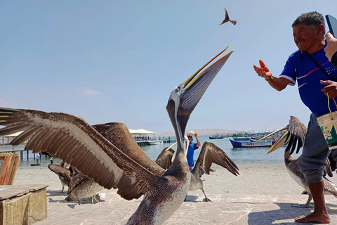 Paracas: Ballestasöarna och Paracas nationalreservatNationella reservatet för Paracas och stränderna