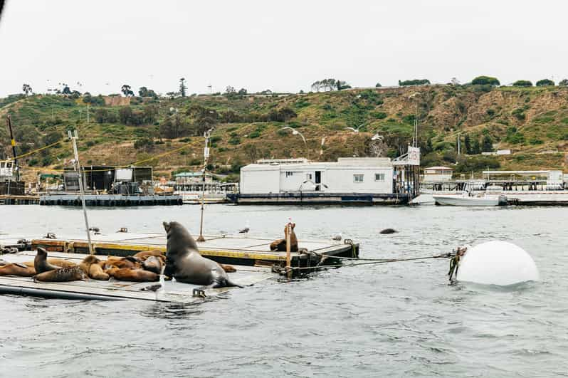 Where To See Seals And Sea Lions In San Diego - Tips For Family Trips