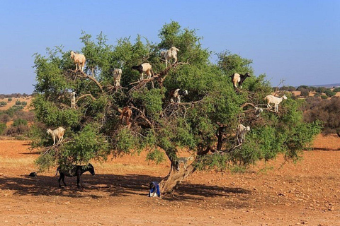 Agadir: Passeio de moto-quatro no deserto de Agafay com cabras na árvore