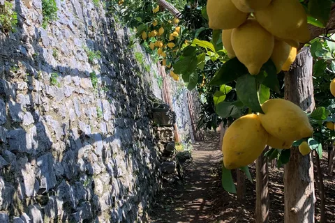 Lemon Trail: Lemon Tour with tasting on the Amalfi Coast