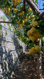 Sentiero dei Limoni: Zitronentour mit Verkostung an der Amalfiküste