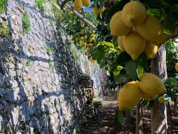 Sentiero dei Limoni: Passeio com degustação de limões na Costa Amalfitana