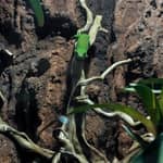 Bucarest: Biglietto d'ingresso per Reptiland Bucarest