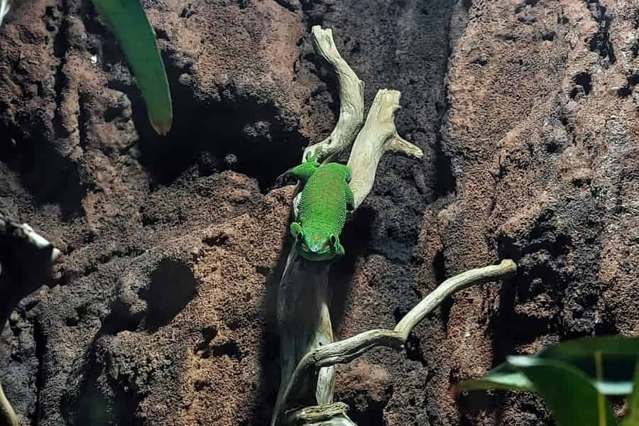 Bukarest: Reptiland Bukarest Eintrittskarte. Foto: GetYourGuide