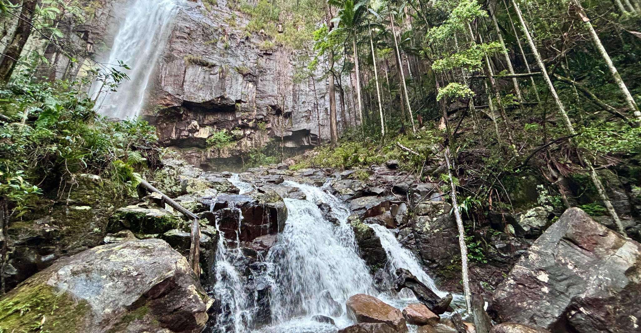 Byron Bay: Glowworms, Waterfalls & Rainforest Experience photo 16