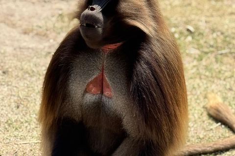 From Addis: Blue Nile Gorge, Baboons & Waterfalls