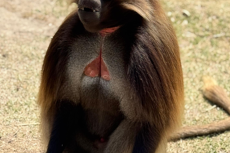 From Addis: Blue Nile Gorge, Baboons & Waterfalls