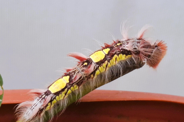 Boquete Butterfly House: Panama's Largest Butterfly Exhibit