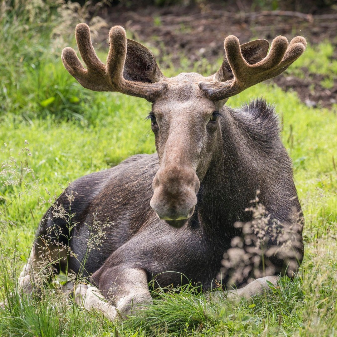 Rovaniemi: visita al Ranua Wildlife Zoo Park y a Auttiköngäs