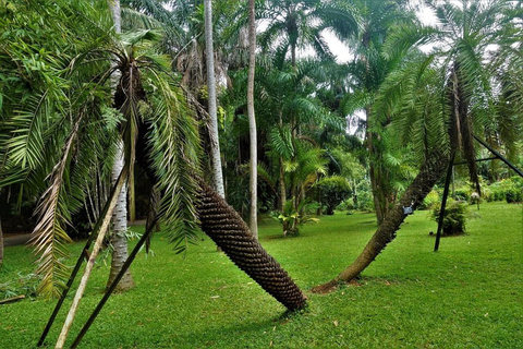 Kandy: Royal Botanical Garden & Tea Factory Tour Pick & Drop Without Entry Ticket in Royal Botanical Garden