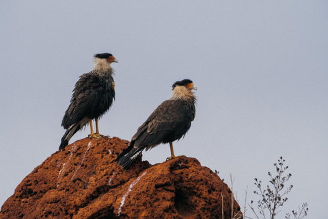 From São Paulo: 5-Day Serra da Canastra Wildlife Safari