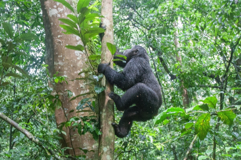 Aankomst in Rwanda Gorilla trektocht in Oeganda