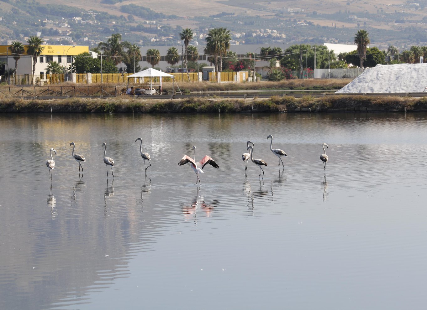 Saline di Trapani: 2 timer og 30 minutters salttur