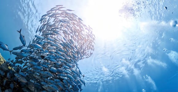 Bali: Private Scuba Diving for Beginners with Pool Training