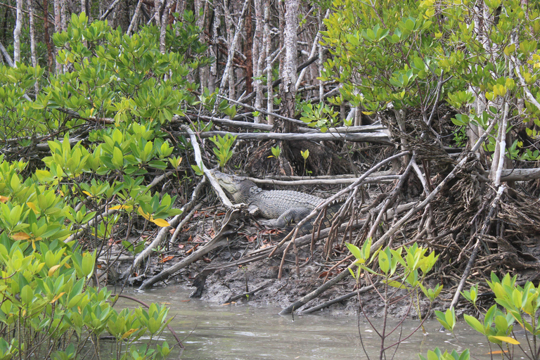 Cairns: 1-Hour Croc Spotting Jet Ski Tour Cairns: 1-Hour Croc Spotting Jet Ski Tour (Solo)