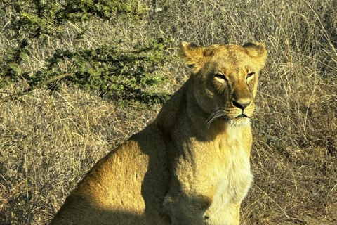 Nairobi National Park 5-Hour Game Drive Morning or Afternoon