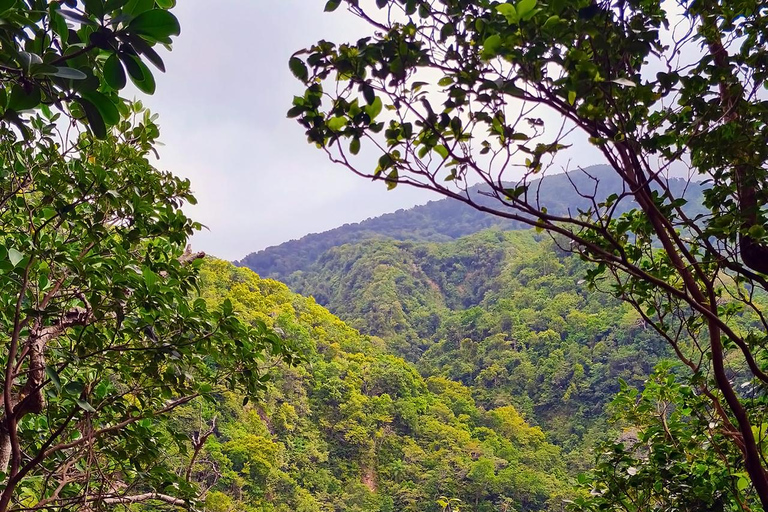 Basseterre Rainforest Hike Basseterre Rainforest Hike Private Tour