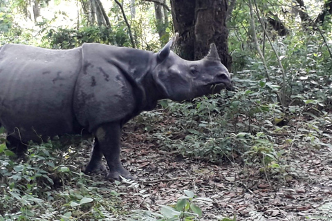 Från Kathmandu eller Pokhara: 4-dagars tur till Chitwan nationalpark