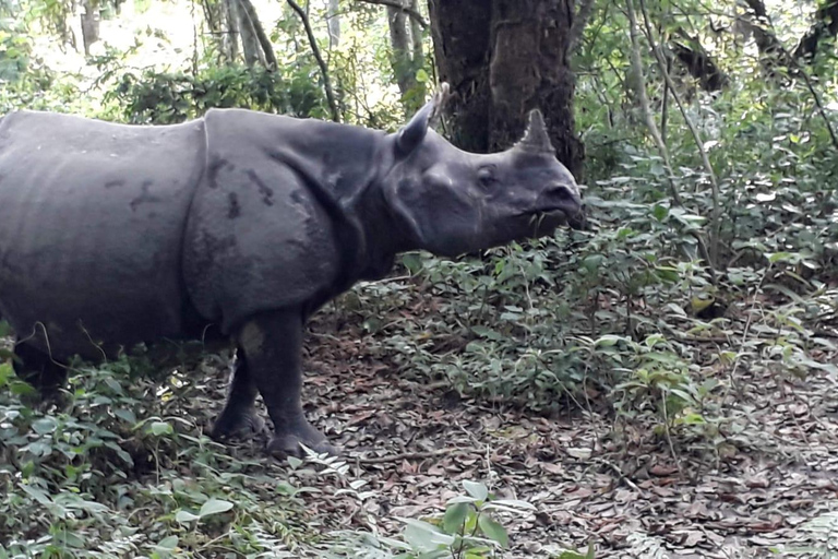 Från Kathmandu eller Pokhara: 4-dagars tur till Chitwan nationalpark