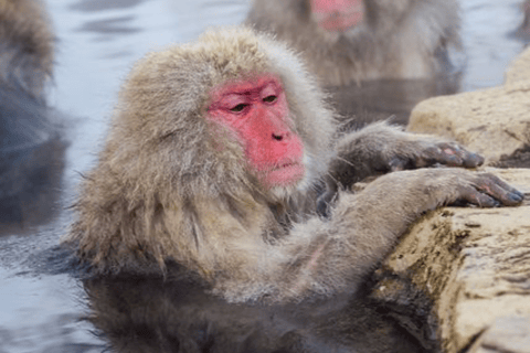 From Tokyo: Nagano Private Day Trip with Zenko-ji Temple