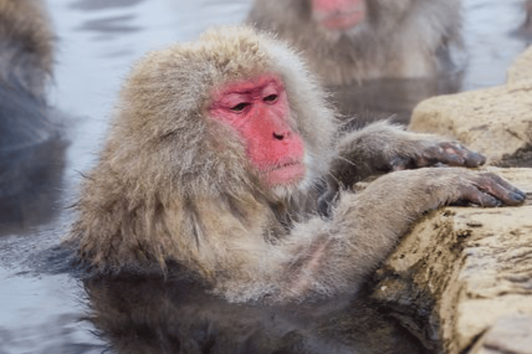 From Tokyo: Nagano Private Day Trip with Zenko-ji Temple
